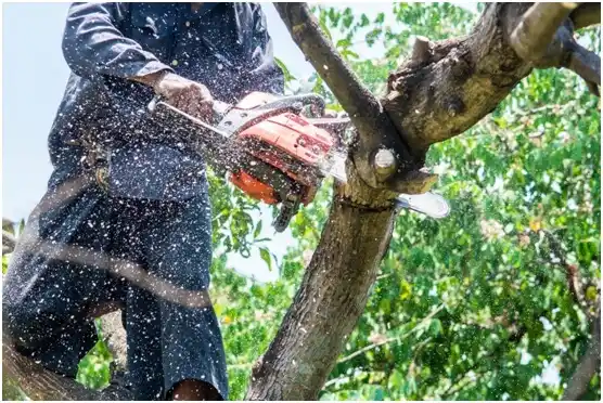 tree services Saxtons River